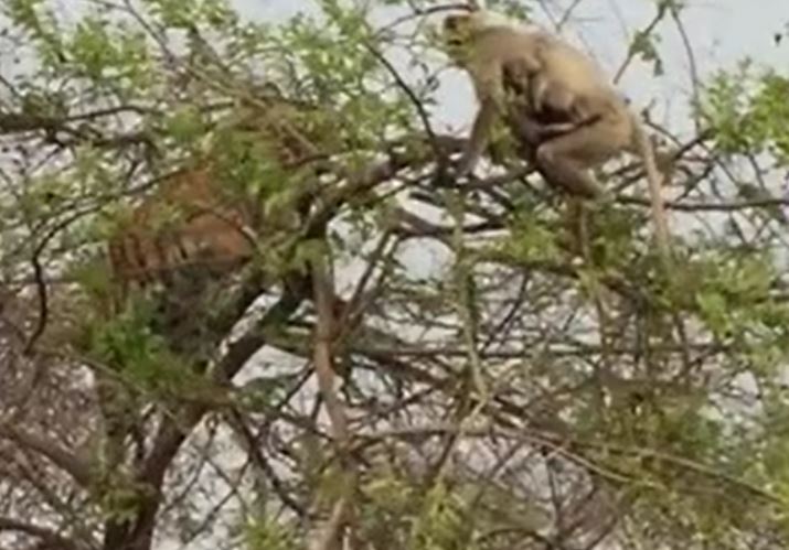 Rình mồi trên ngọn cây, hổ nhận cái kết ê chề sau màn 'lật kèo' của khỉ