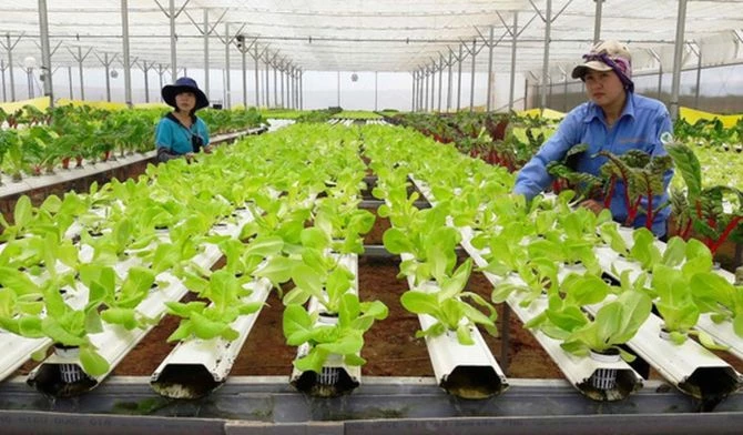 Đại hội đại biểu toàn quốc Hội Nông dân Việt Nam lần thứ IX đặt mục tiêu thành lập 5.000 doanh nghiệp nông dân trong 5 năm tới. Ảnh minh họa.