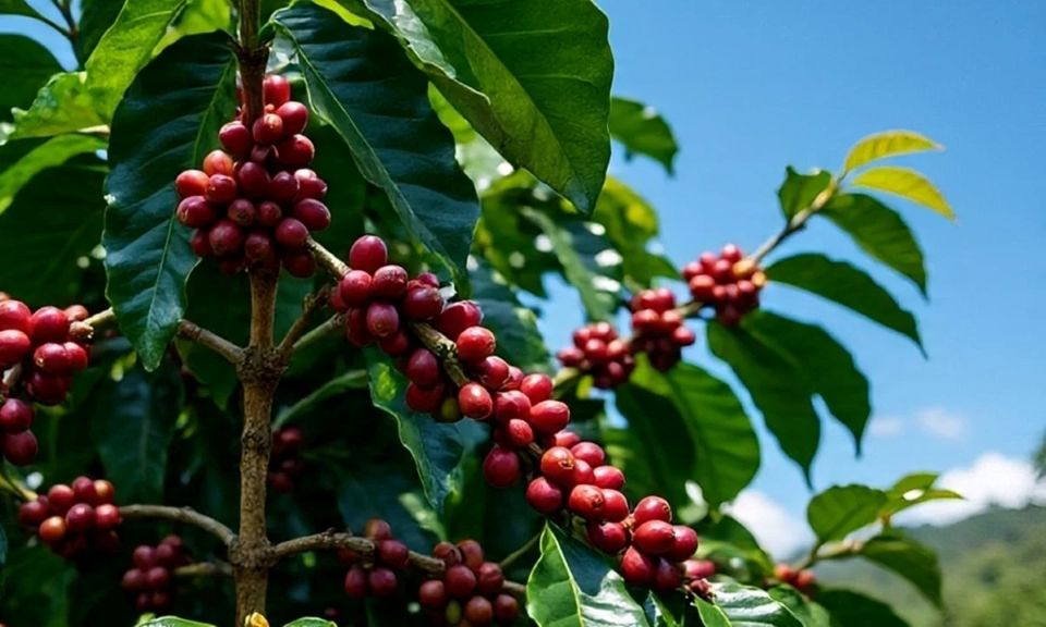Giá nông sản ngày 9/6: Hồ tiêu ổn định, cà phê giảm nhẹ tại Tây Nguyên