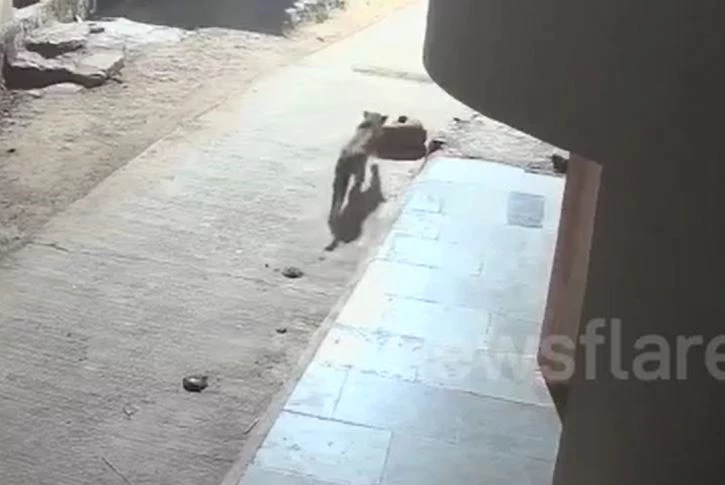 Ảnh cắt từ clip.
