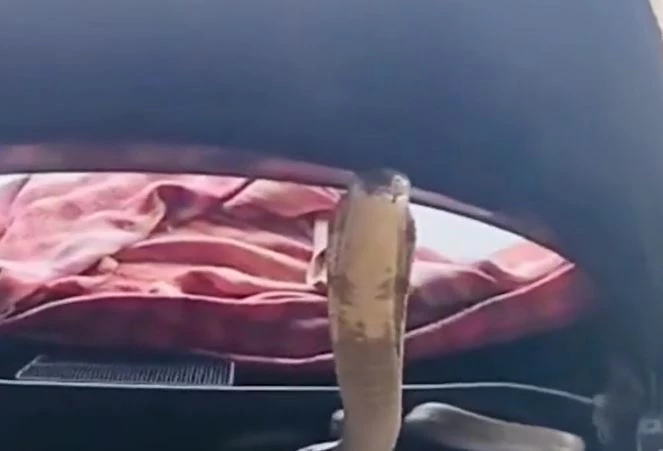 Ảnh cắt từ clip.