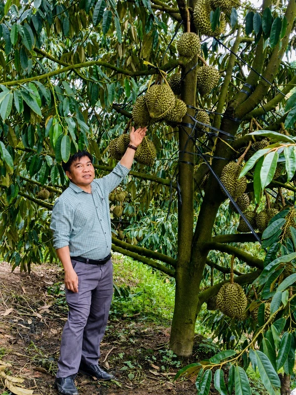 Sầu riêng là cây trồng đang được địa phương chú trọng tái cơ cấu, chuyển đổi từ các cây trồng k&eacute;m hiệu quả sang xây dựng vùng nguyên liệu đạt chuẩn VietGAP.