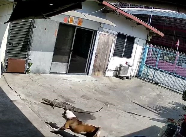Ảnh cắt từ clip.