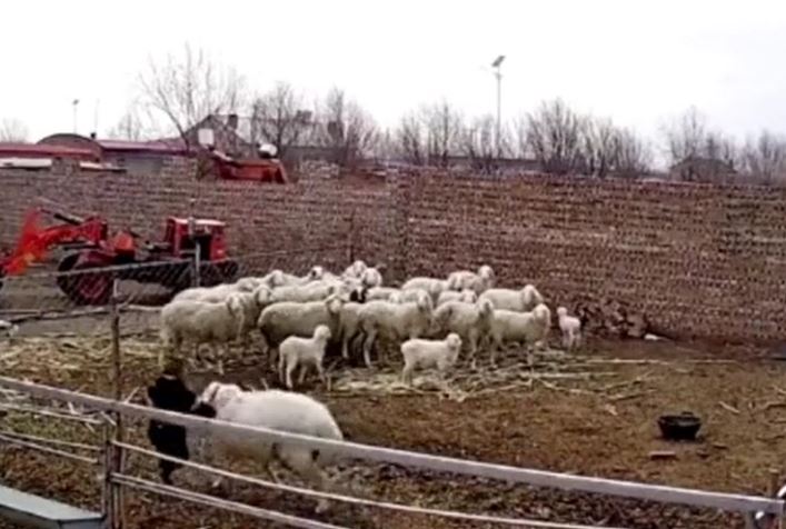 Bé trai 4 tuổi bị cừu húc ngã 4 lần liên tiếp, người dân lao vào giải cứu
