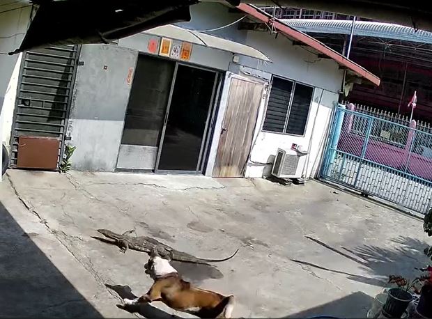 Thằn lằn dài hơn 1,2m đột nhập nhà dân, bị chó truy đuổi đến tận kênh