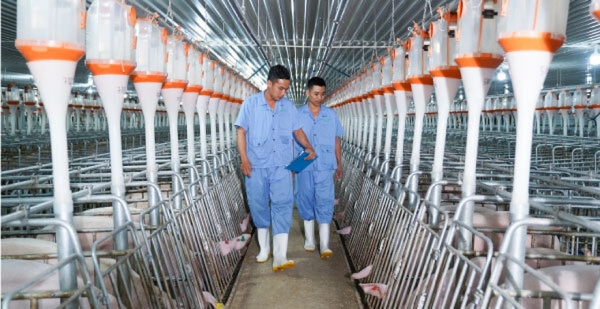 BAF Việt Nam bị phạt hơn 820 triệu đồng