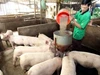 Giá heo hơi ngày 11/6: Cà Mau tiếp tục duy trì mức giá thấp nhất cả nước