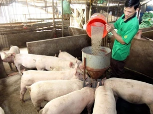 Giá heo hơi ngày 11/6: Cà Mau tiếp tục duy trì mức giá thấp nhất cả nước