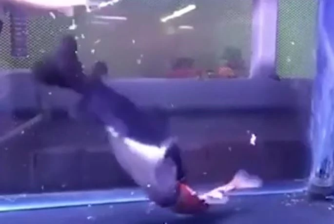 Ảnh cắt từ clip.