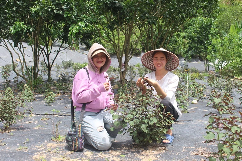 Tía tô được trồng tự nhiên ở Làng chữa lành (thôn Rô Men) để làm trà OCOP. 