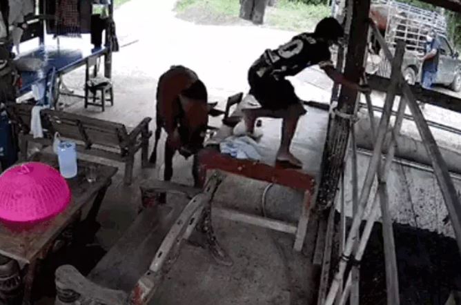 Kéo bò vào chuồng, người đàn ông suýt lĩnh cú húc chí mạng