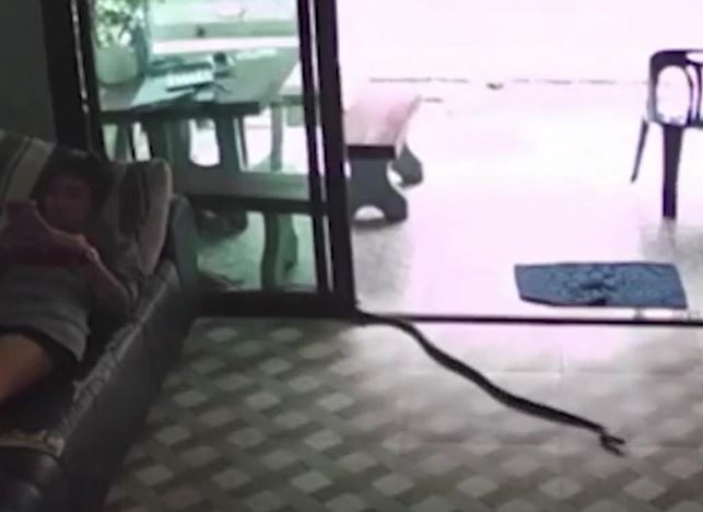 Đang nằm lướt điện thoại, cô gái thất kinh phát hiện rắn hổ mang dài 2m bò vào phòng khách