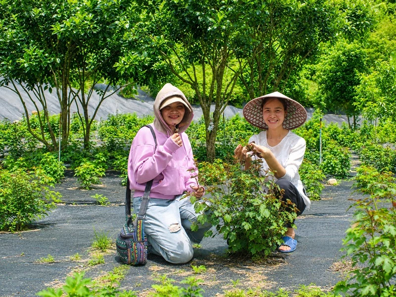 Tía tô trồng tự nhiên ở Làng chữa lành để làm ra sản phẩm trà tía tô OCOP.