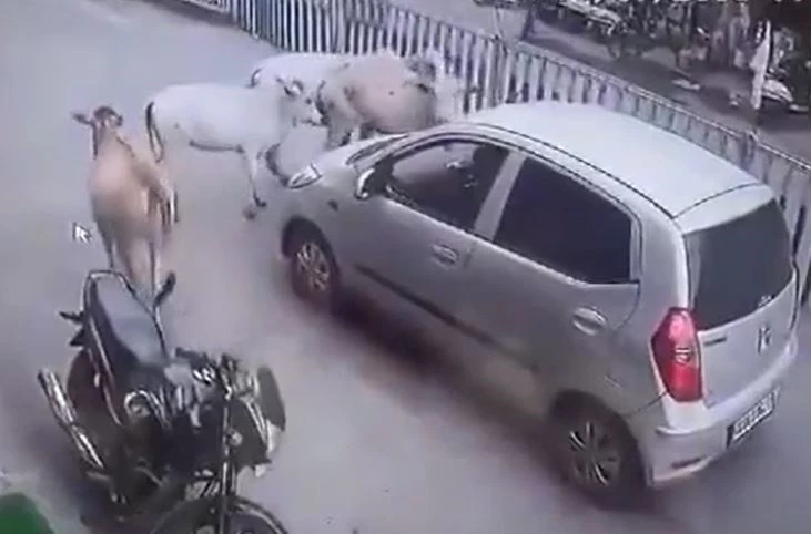 Ảnh cắt từ clip.