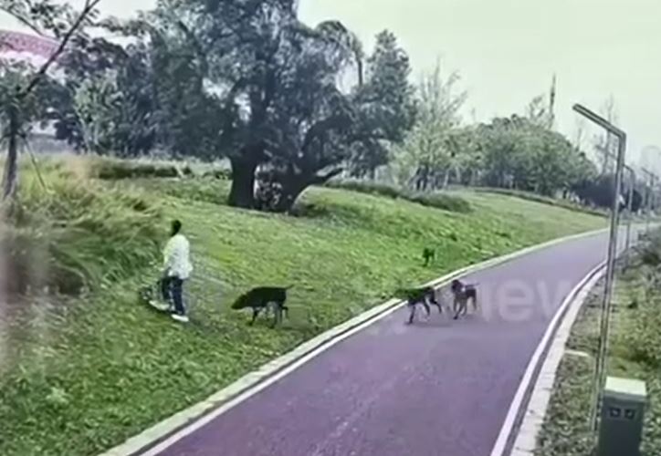 4 con chó dữ quật ngã hai mẹ con giữa công viên, người đi đường lao vào giải cứu