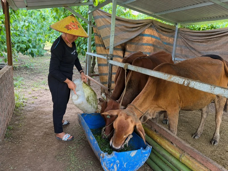 Từ nguồn hỗ trợ của chương trình khuyến nông, xã Đam Rông 2 đã trao hỗ trợ sinh kế bò cái lai Zebu cho một số hộ gia đình để phát triển kinh tế gia đình. 