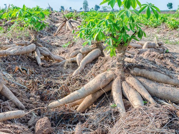 Phát triển xăng E10: Không thể chỉ trông vào cây sắn