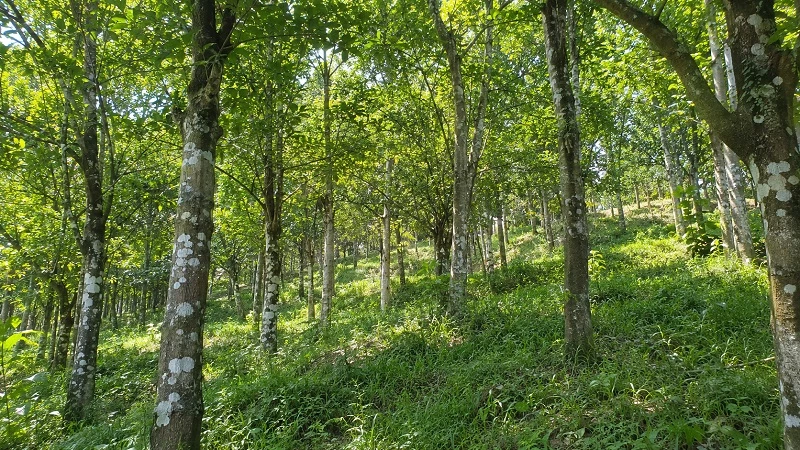 A corner of the eucalyptus forest belonging to Mr. Hoang Duy Thanh in Lieng Sronh.