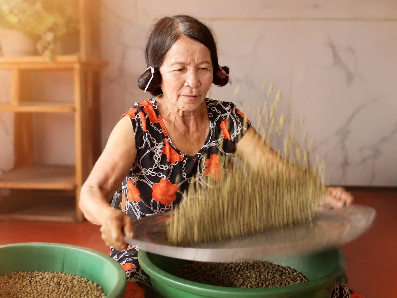 At HUSA Coffee, green coffee beans are hand-selected. At HUSA Coffee, green coffee beans are hand-selected.