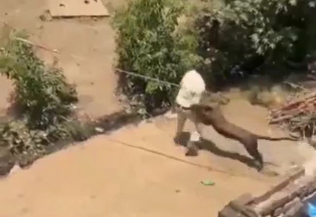 Báo dữ xông vào khu dân cư, vồ ngã kiểm lâm làm bị thương 5 người