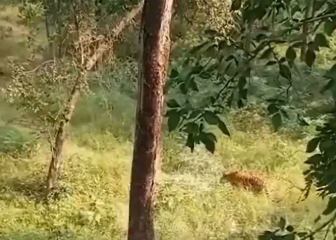Hai kiểm lâm leo tít lên ngọn cây tránh hổ dữ, diễn biến sau đó khiến nhiều người hồi hộp