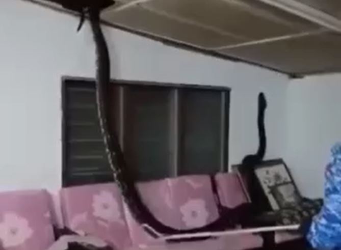 Tá hoả phát hiện trăn dài hơn 3 mét từ trần nhà rơi xuống phòng khách