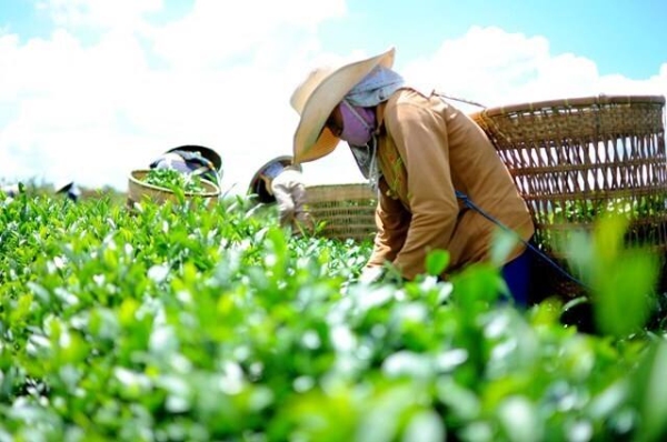 Thương hiệu yếu, chè Việt khó tăng thị phần ở Trung Quốc