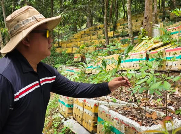 Nhân giônggs cây sâm Ngọc Linh tại vùng cao Nam Trà My (TP Đà Nẵng). Nhân giônggs cây sâm Ngọc Linh tại vùng cao Nam Trà My (TP Đà Nẵng).