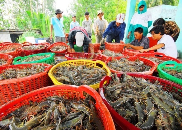 Mỹ áp thuế bổ sung: Doanh nghiệp thuỷ sản cần thích ứng ra sao?