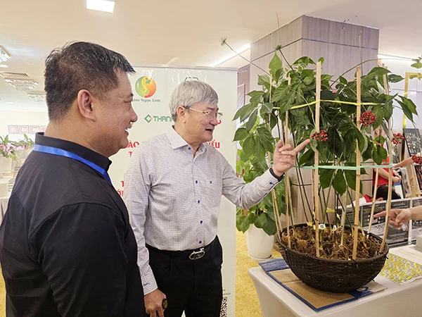 Các đại biểu tham quan cây sâm Ngọc Linh Các đại biểu tham quan cây sâm Ngọc Linh