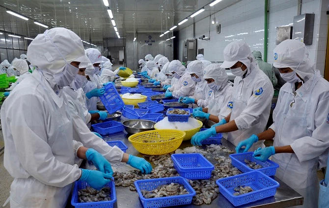 Ảnh 3: Lĩnh vực chế biến thuỷ sản xuất khẩu khu vực kinh tế tư nhân phát triển mạnh tại Cà Mau Ảnh 3: Lĩnh vực chế biến thuỷ sản xuất khẩu khu vực kinh tế tư nhân phát triển mạnh tại Cà Mau