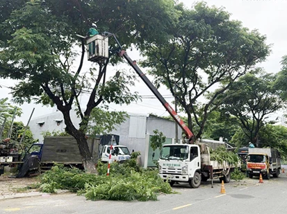 Đà Nẵng: Cắt tỉa hàng vạn cây xanh ứng phó mùa mưa bão 2026