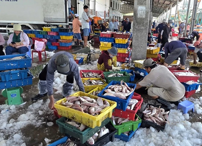 4- Không khí làm việc nhộn nhịp tại cảng biển Gành Hào