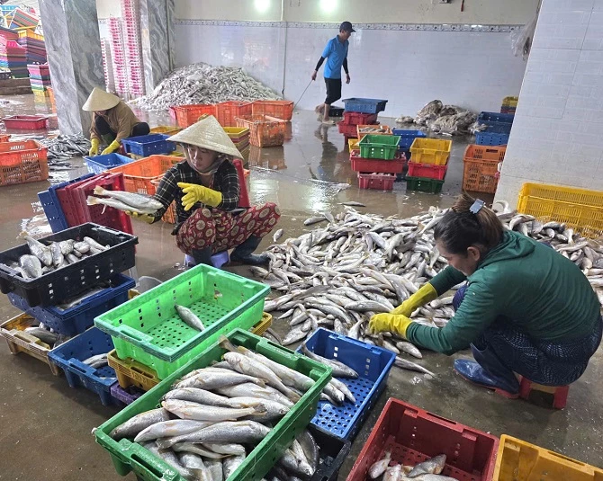 1- Nhiều phụ nữ địa phương có thêm thu nhập từ việc phân loại cá tại các vựa thu mua 1- Nhiều phụ nữ địa phương có thêm thu nhập từ việc phân loại cá tại các vựa thu mua
