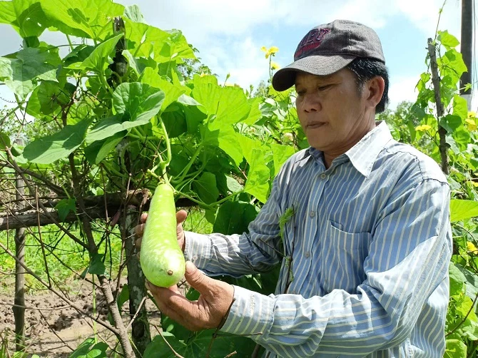 3- Trồng màu mùa mưa để phát triển kinh tế nông hộ 3- Trồng màu mùa mưa để phát triển kinh tế nông hộ