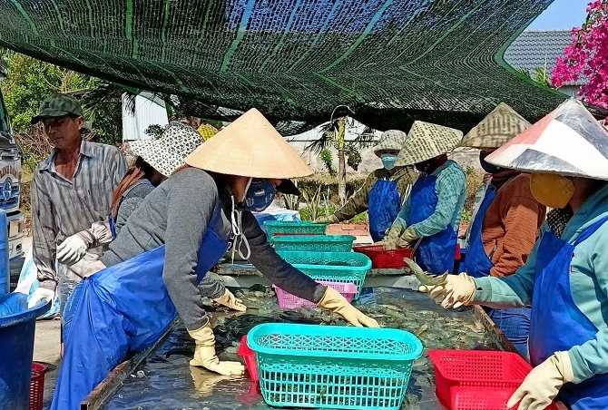 4- Nuôi trồng thủy sản là thế mạnh của xã Phan Ngọc Hiển 4- Nuôi trồng thủy sản là thế mạnh của xã Phan Ngọc Hiển
