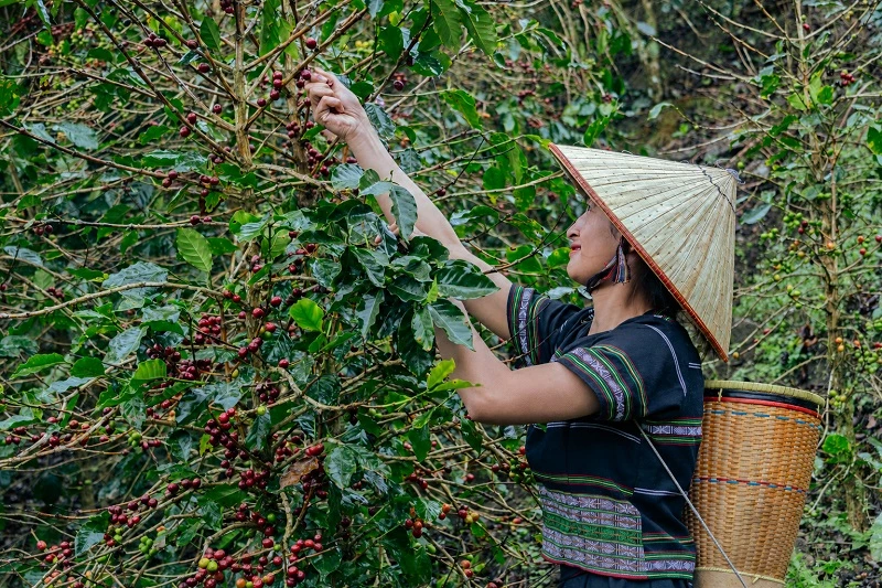 Tỉnh Lâm Đồng hiện có diện tích cà phê lớn nhất cả nước. Tỉnh Lâm Đồng hiện có diện tích cà phê lớn nhất cả nước.