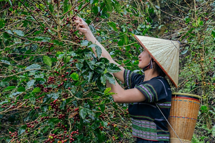 Cà phê Lâm Đồng cần một đầu mối đủ sức kết nối chuỗi giá trị