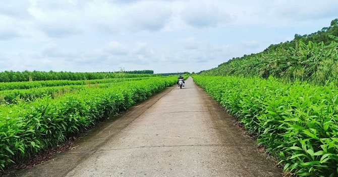 Lâm nghiệp, thủy sản tạo động lực phát triển kinh tế xã Nguyễn Phích