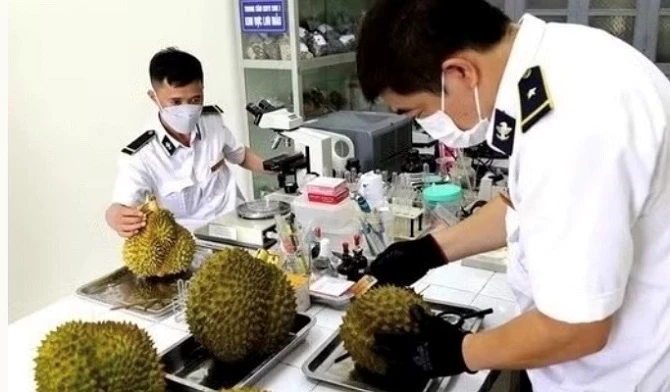 Ảnh 1-  Kiểm nghiệm sầu riêng xuất khẩu