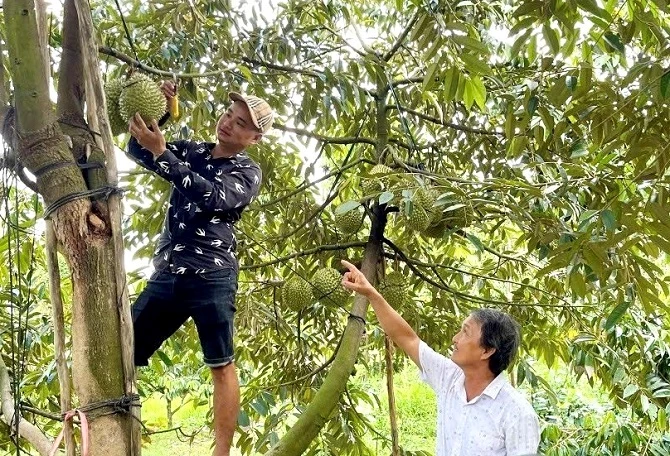 Ảnh 2-  Nhà vườn ĐBSCL vào vụ thu hoạch sầu riêng