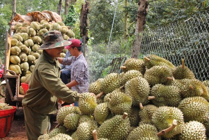 Sầu riêng là mặt hàng xuất khẩu chủ lực trong ngành trồng trọt. Sầu riêng là mặt hàng xuất khẩu chủ lực trong ngành trồng trọt.