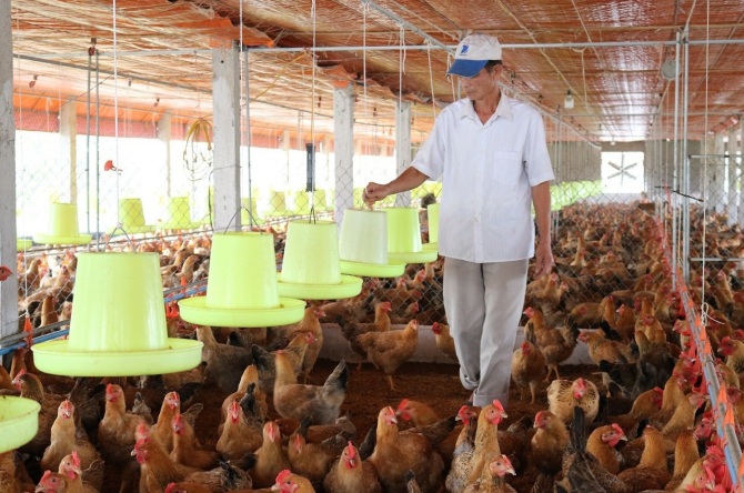 Ngành chăn nuôi cần xây dựng năng lực tham gia chuỗi cung ứng quốc tế