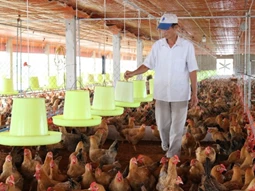 Ngành chăn nuôi cần xây dựng năng lực tham gia chuỗi cung ứng quốc tế
