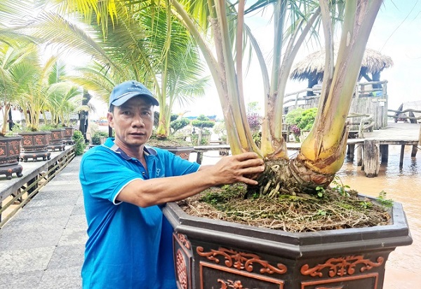 An Giang: Vườn dừa 3 ngọn trị giá hàng tỷ đồng nhưng chủ nhân không bán