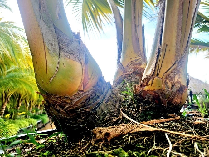 Ảnh 3: Dừa ba ngọn, hay còn gọi là dừa tam đa: đa phúc, đa lộc, đa thọ