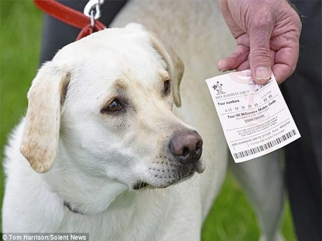 Chú chó Ruby tìm thấy tấm vé số thứ hai trong một cuốn catalogue trên chiếc ô tô của chủ.