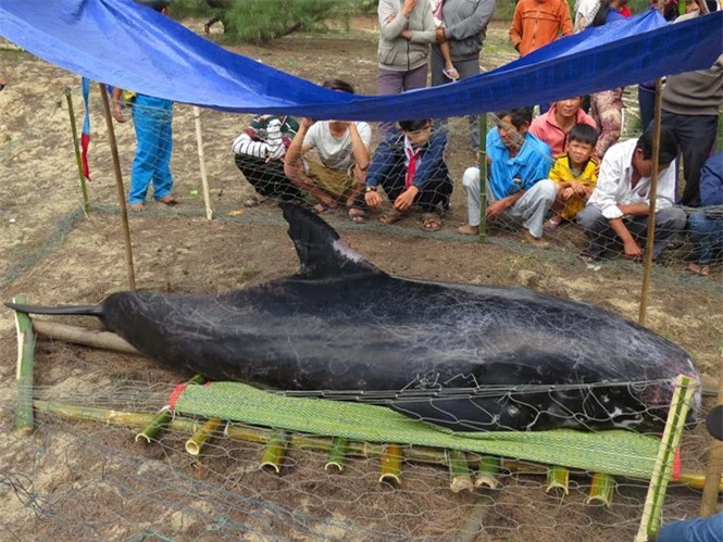 Cá voi hơn 300 kg dạt vào bờ biển, được ngư dân đưa vào nơi cao ráo - Ảnh