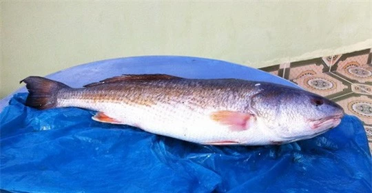 Con cá sủ vàng nặng 7 kg được ngư dân ở Quy Nhơn đánh bắt được. Ảnh: Vietnamnet