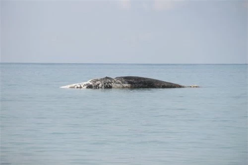 Cá voi đang được ngư dân đưa vào bờ.